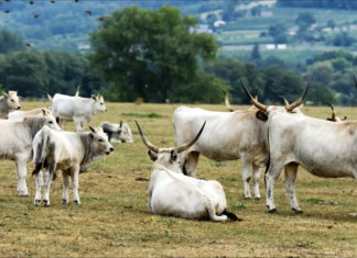METRO Ungarn rückt die ungarische Graurind-Tradition mit der Initiative „Genussvolles Ungarn“ ins Rampenlicht