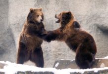 Mit chinesischen Aromen und der Welt der Bären: Wochenendprogramme im Budapester Zoo