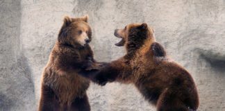 Mit chinesischen Aromen und der Welt der Bären: Wochenendprogramme im Budapester Zoo