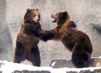 Mit chinesischen Aromen und der Welt der Bären: Wochenendprogramme im Budapester Zoo