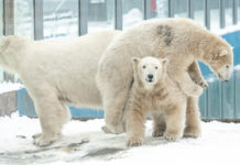Ihr erstes Schneeabenteuer: Eisbärenbabys im Zoo Nyíregyháza