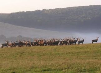 Bőszénfaer Hirschfarm – einer der außergewöhnlichsten Wildparks Ungarns
