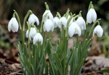 Der Frühling kündigt sich an: Schneeglöckchen blühen – Pflücken kann teuer werden