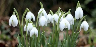 Der Frühling kündigt sich an: Schneeglöckchen blühen – Pflücken kann teuer werden