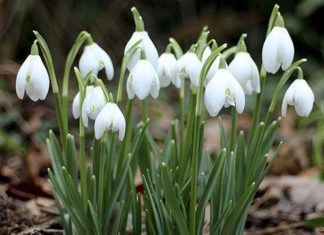 Der Frühling kündigt sich an: Schneeglöckchen blühen – Pflücken kann teuer werden