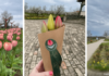 Tulpenfelder in Ungarn 2026 – Fotografieren und selbst ernten
