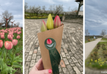 Tulpenfelder in Ungarn 2026 – Fotografieren und selbst ernten