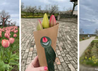 Tulpenfelder in Ungarn 2026 – Fotografieren und selbst ernten