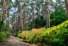 Die zehn schönsten Arboreten in Ungarn, die ab März Besucher erwarten