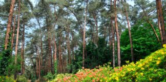 Die zehn schönsten Arboreten in Ungarn, die ab März Besucher erwarten