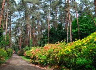 Die zehn schönsten Arboreten in Ungarn, die ab März Besucher erwarten