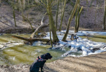 Hunde-Erlebnispark im Bakony eröffnet neue Möglichkeiten für aktiven Tourismus