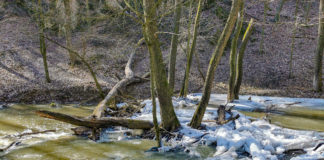 Hunde-Erlebnispark im Bakony eröffnet neue Möglichkeiten für aktiven Tourismus