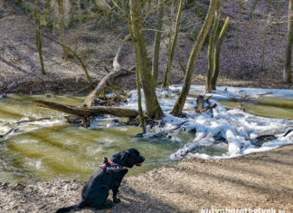 Hunde-Erlebnispark im Bakony eröffnet neue Möglichkeiten für aktiven Tourismus