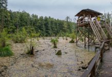 10 märchenhafte Holzsteg-Pfade in Ungarn – Frühlingserlebnisse in unberührter Natur
