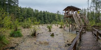 10 märchenhafte Holzsteg-Pfade in Ungarn – Frühlingserlebnisse in unberührter Natur