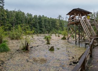10 märchenhafte Holzsteg-Pfade in Ungarn – Frühlingserlebnisse in unberührter Natur