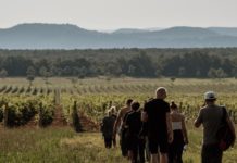 Mai-Dűlőtúra am Balaton – Genuss, Natur und Geschichten bei Zelna