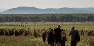 Mai-Dűlőtúra am Balaton – Genuss, Natur und Geschichten bei Zelna