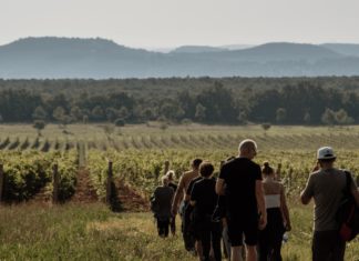 Mai-Dűlőtúra am Balaton – Genuss, Natur und Geschichten bei Zelna