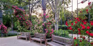 6 wunderschöne Rosengärten in Budapest, die den Frühsommer verzaubern