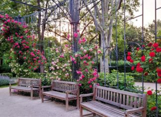 6 wunderschöne Rosengärten in Budapest, die den Frühsommer verzaubern