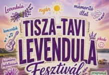 Lavendelduft am Tisza-See: Festival in Tiszaderzs am 26. und 27. Juni
