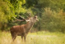 Hirschbrunft in Ungarn: Wenn der Herbstwald zum Konzertsaal wird
