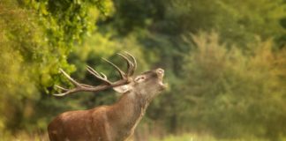 Hirschbrunft in Ungarn: Wenn der Herbstwald zum Konzertsaal wird