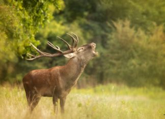 Hirschbrunft in Ungarn: Wenn der Herbstwald zum Konzertsaal wird