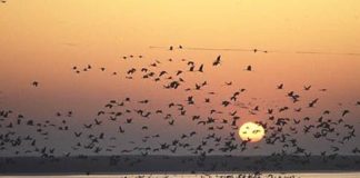 Spektakulär: Kranichzug in Hortobágy / Fast 90.000 Kraniche!