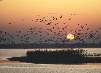 Spektakulär: Kranichzug in Hortobágy / Fast 90.000 Kraniche!