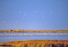 Neuer Safaripark im UNESCO Welterbe Nationalpark Hortobágy