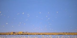 Neuer Safaripark im UNESCO Welterbe Nationalpark Hortobágy